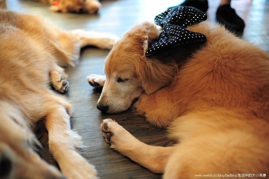 1379033127 3864007651 喝咖啡。寵物澡堂【鳥夫人】