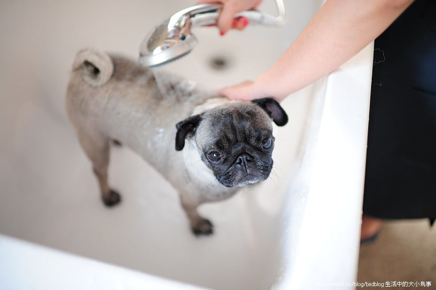 1379033161 364311831 喝咖啡。寵物澡堂【鳥夫人】