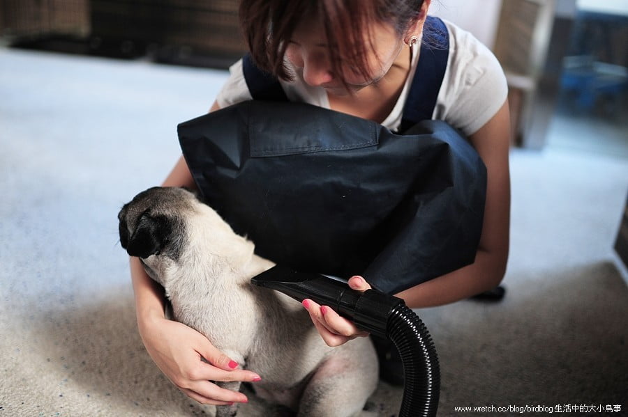 1379033164 1726659160 喝咖啡。寵物澡堂【鳥夫人】