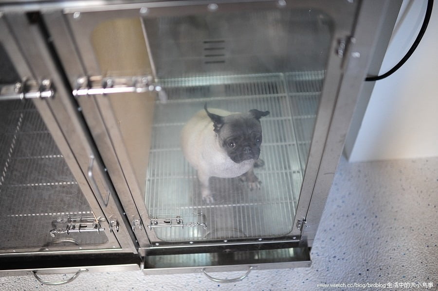 1379033170 982111031 喝咖啡。寵物澡堂【鳥夫人】