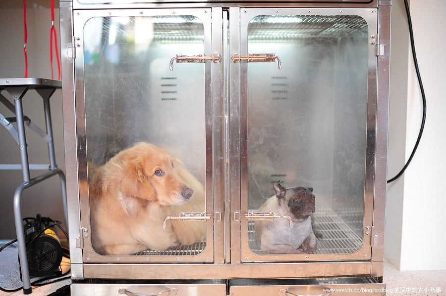 1379033180 1075789235 喝咖啡。寵物澡堂【鳥夫人】