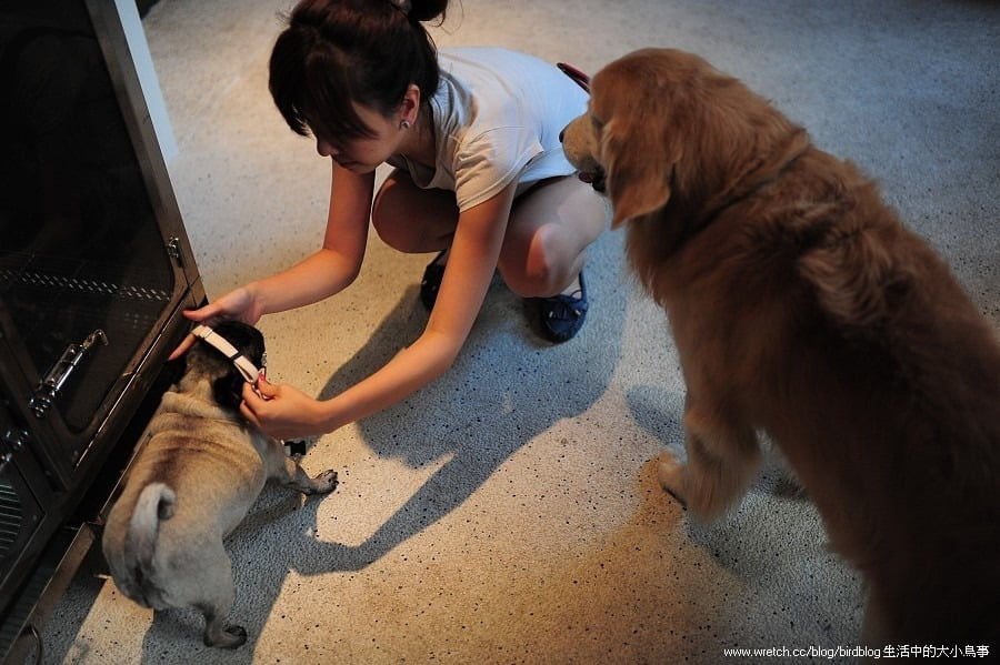 1379033211 3603721439 喝咖啡。寵物澡堂【鳥夫人】