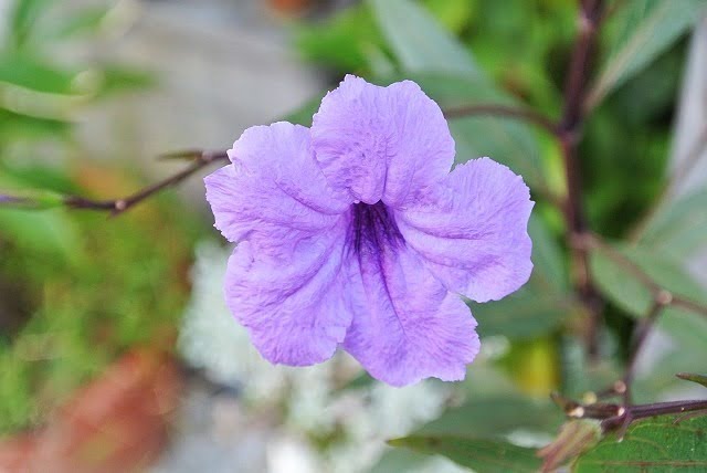 1379033287 2934595603 新相機 Nikon 1 J1 【鳥先生】