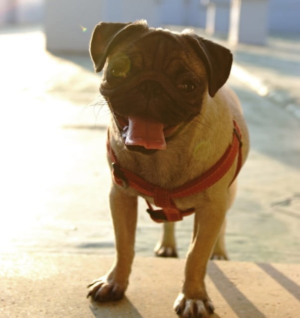 1379033427 450650373 小花生活週記【鳥夫人】