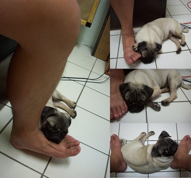 1379033439 3360395811 小花生活週記【鳥夫人】