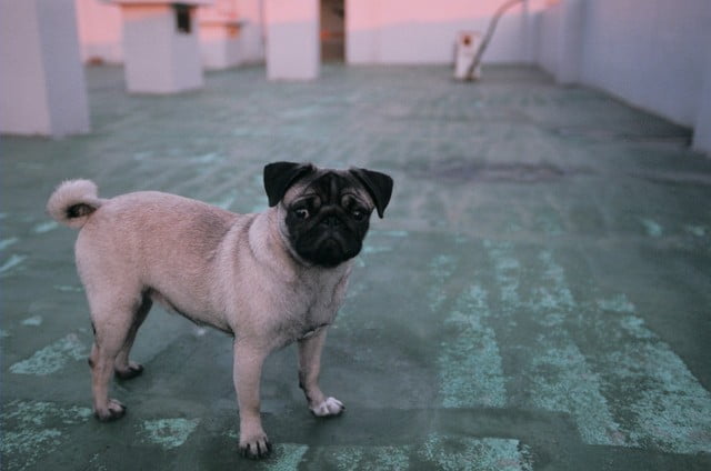 1379033443 1211921625 小花生活週記【鳥夫人】