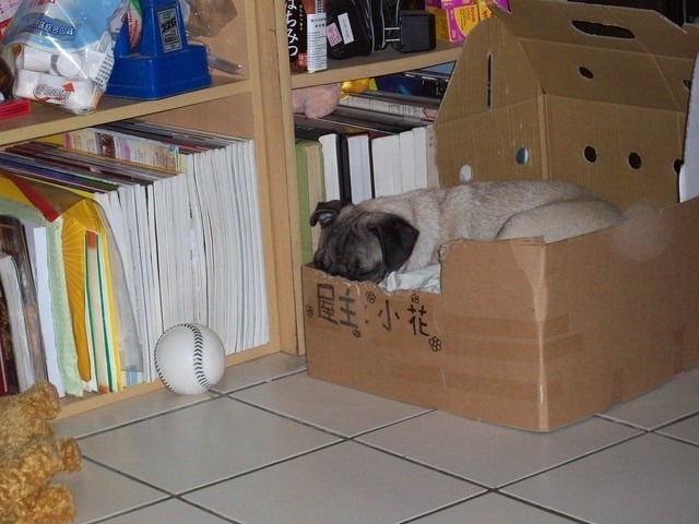 1379033447 2919830037 小花生活週記【鳥夫人】