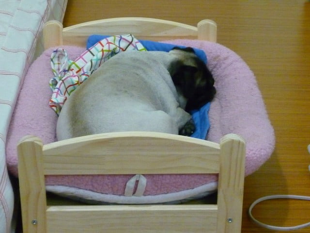 1379033450 4117695372 小花生活週記【鳥夫人】