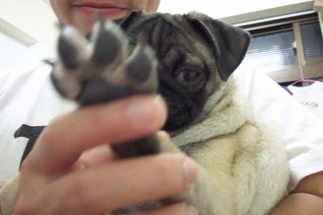 1379033469 3673536232 小花生活週記【鳥夫人】