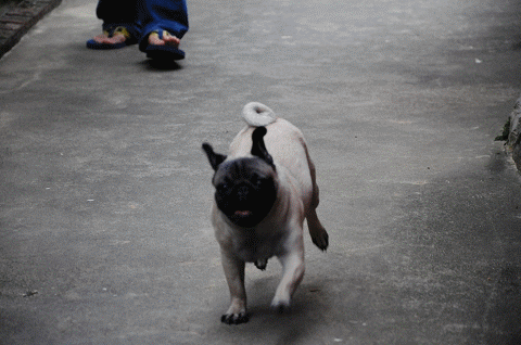 1379033475 1143535952 小花生活週記【鳥夫人】