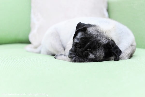 1379033814 1861629978 都市叢林。幸福鳥house【鳥先生】