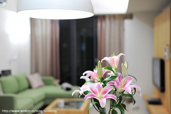 1379033818 4209756470 都市叢林。幸福鳥house【鳥先生】