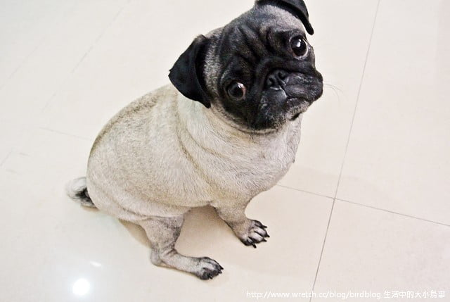 1379032071 411002955 小花脫毛秀【鳥夫人】