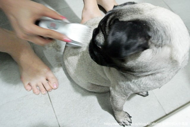 1379032077 4017826564 小花脫毛秀【鳥夫人】