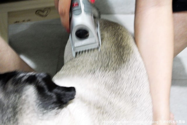 1379032087 3720038273 小花脫毛秀【鳥夫人】