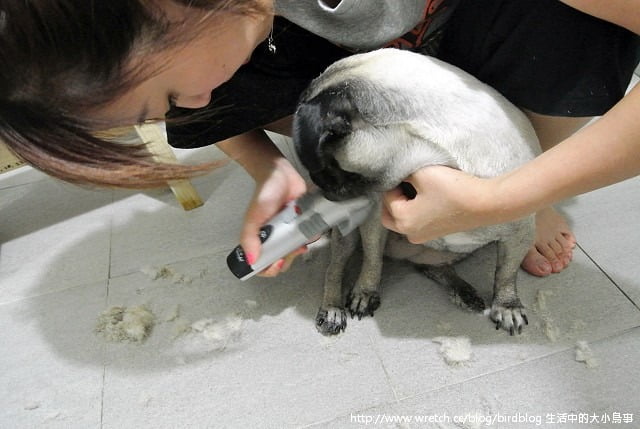 1379032094 270099318 小花脫毛秀【鳥夫人】