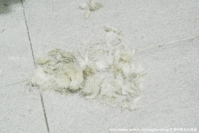 1379032100 4041905781 小花脫毛秀【鳥夫人】