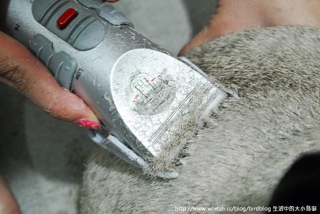 1379032110 3333016107 小花脫毛秀【鳥夫人】