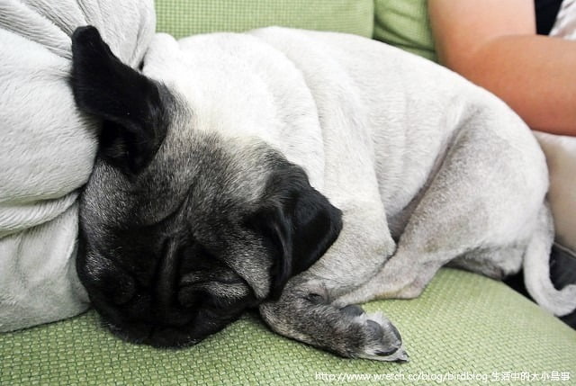 1379032119 3368506780 小花脫毛秀【鳥夫人】