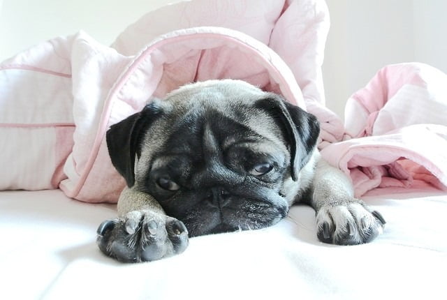 1379032123 1831128727 小花脫毛秀【鳥夫人】