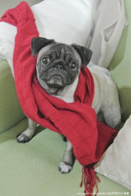 1379032126 1002607938 小花脫毛秀【鳥夫人】