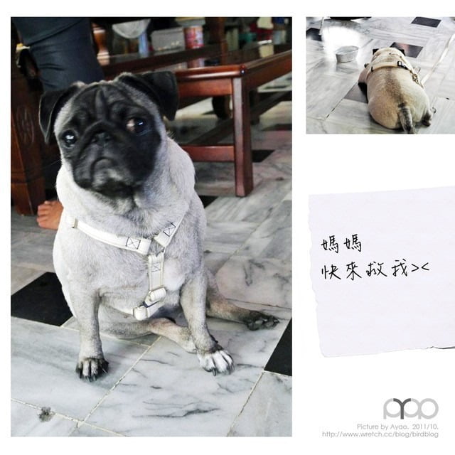 1379032288 368721978 高雄。自助新村。肉燥飯店【鳥夫人】