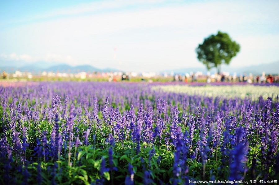 1379032305 354069405 新社花海-滿地開花【鳥夫人】
