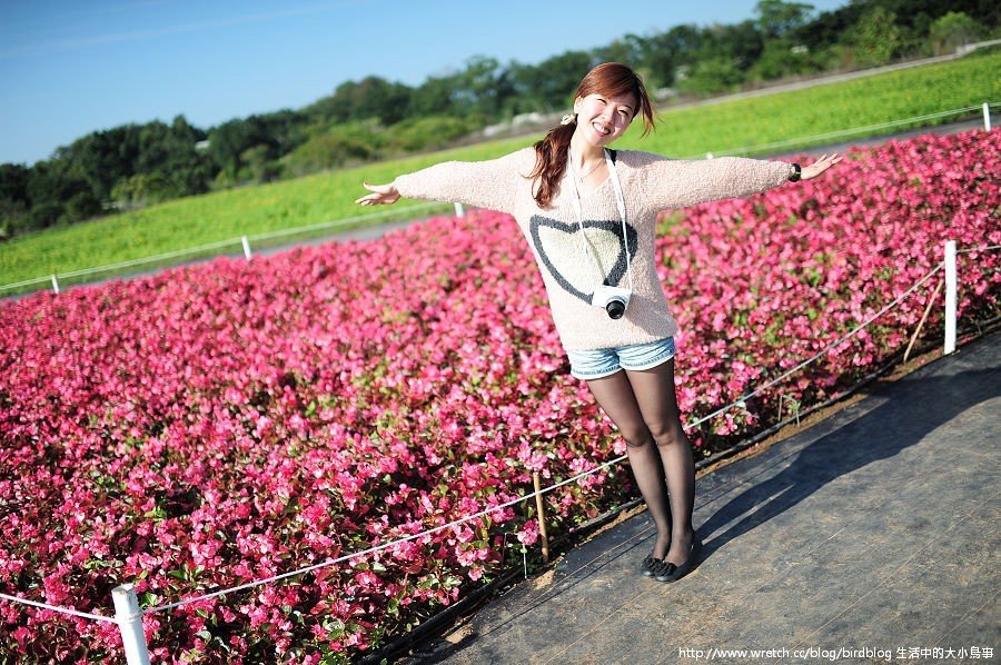1379032340 2819287041 新社花海-滿地開花【鳥夫人】