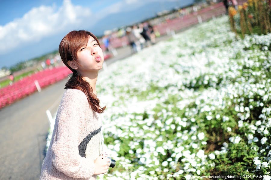 1379032353 4235581755 新社花海-滿地開花【鳥夫人】