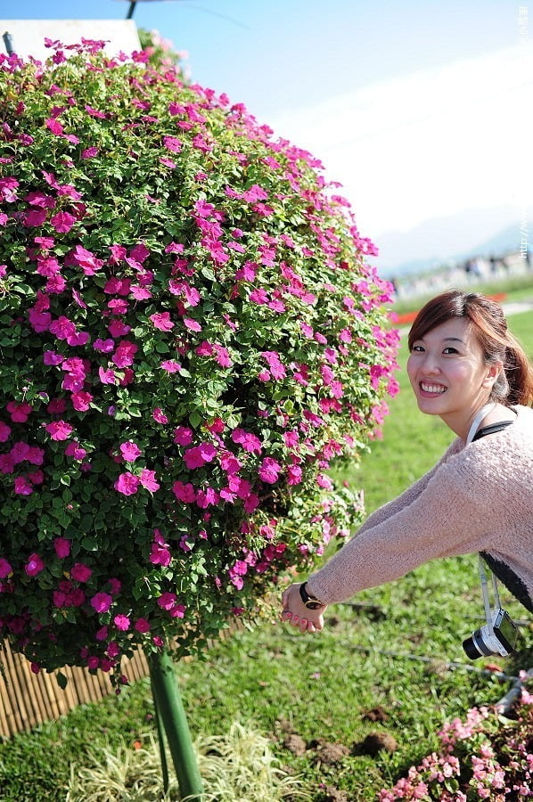 1379032359 3523998437 新社花海-滿地開花【鳥夫人】