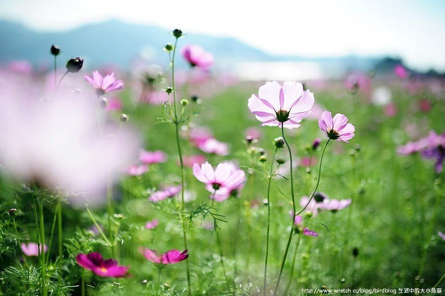 1379032378 4248270410 新社花海-滿地開花【鳥夫人】
