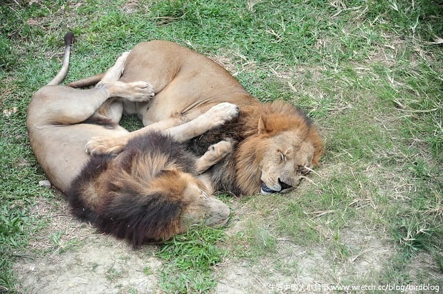 1379030864 2577667667 Go High高雄-Day2【帕沙蒂那烘焙坊。壽山動物園】
