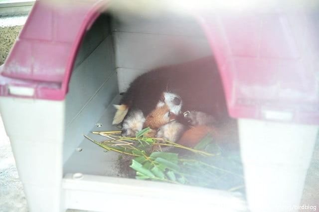 1379030870 4273963165 Go High高雄-Day2【帕沙蒂那烘焙坊。壽山動物園】