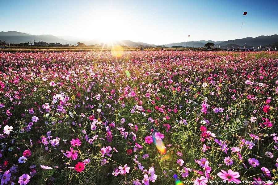 1379031783 1896836588 K.布朗 Brunch早午餐【鳥夫人】