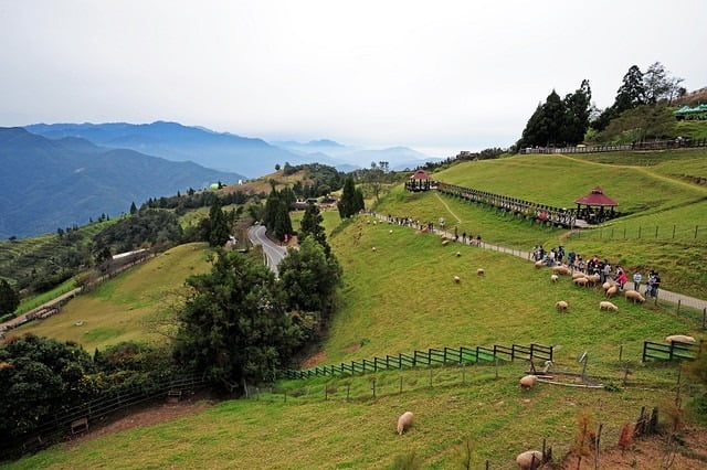 1379032003 811748866 清境好舒服旅行【鳥夫人】