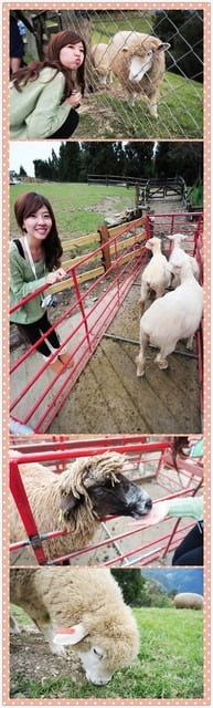 1379032017 704612252 清境好舒服旅行【鳥夫人】