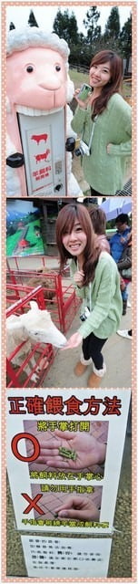 1379032020 1285355961 清境好舒服旅行【鳥夫人】