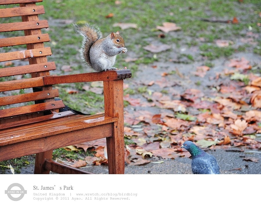 1379029673 1361160403 倫敦必去景點-倫敦之眼、大笨鐘...