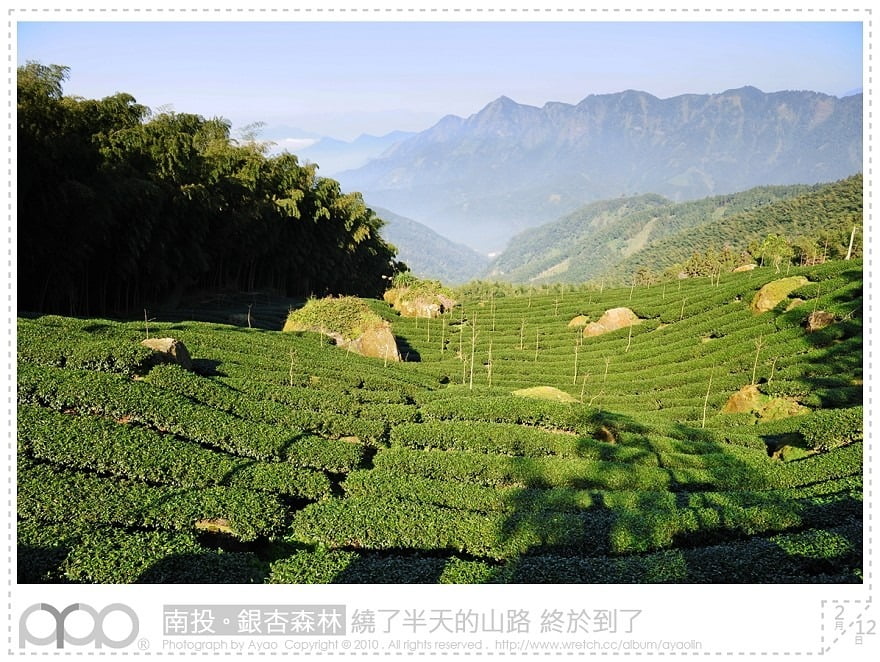 1379028479 4279822968 秘境之旅-九份二山、鹿谷茶園、銀杏森林【鳥夫人】