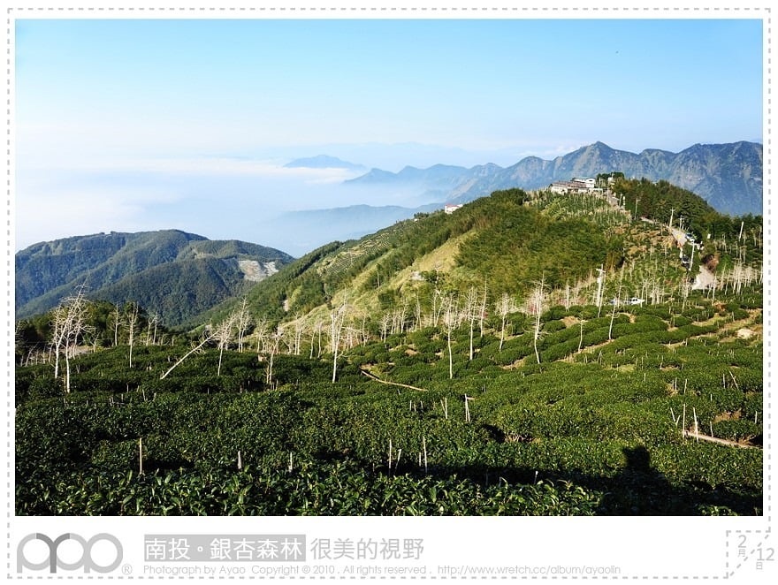 1379028495 1255539644 秘境之旅-九份二山、鹿谷茶園、銀杏森林【鳥夫人】