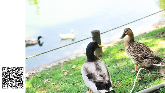 1379027384 1864764166 清境小瑞士+台一農場工作去【鳥夫人】