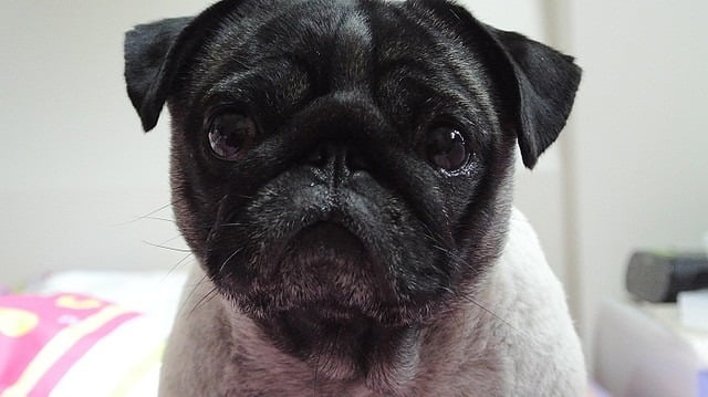 1379027813 1127255915 哈囉!!!小花又出現囉~【鳥夫人】