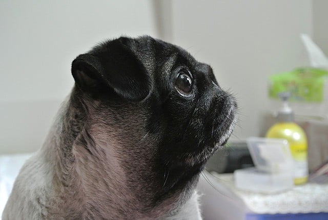 1379027817 2533554689 哈囉!!!小花又出現囉~【鳥夫人】