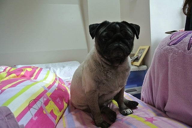 1379027821 449987434 哈囉!!!小花又出現囉~【鳥夫人】