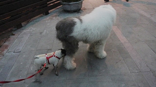 1379027845 3242359006 哈囉!!!小花又出現囉~【鳥夫人】