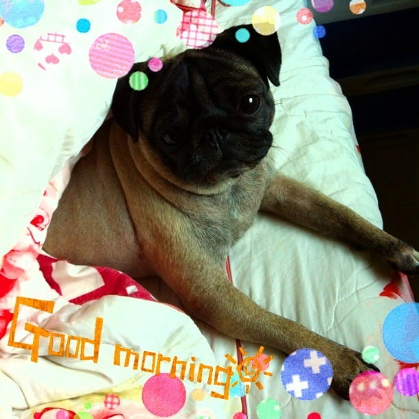 1379026994 2792421015 小花小公主(巴哥)睡眠篇【鳥夫人】