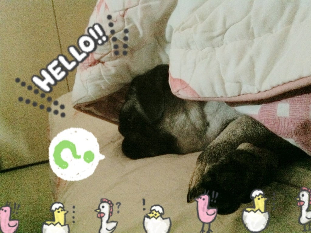 1379027003 694003167 小花小公主(巴哥)睡眠篇【鳥夫人】