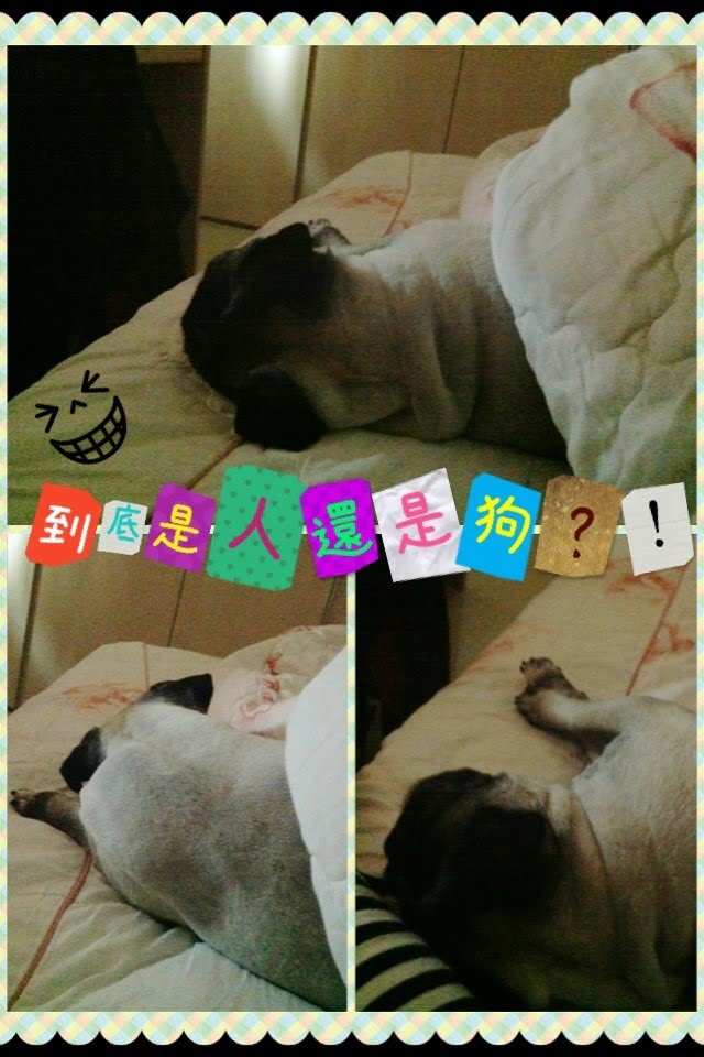 1379027009 676239095 小花小公主(巴哥)睡眠篇【鳥夫人】