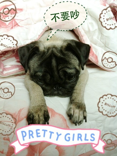 1379027014 3287113861 小花小公主(巴哥)睡眠篇【鳥夫人】