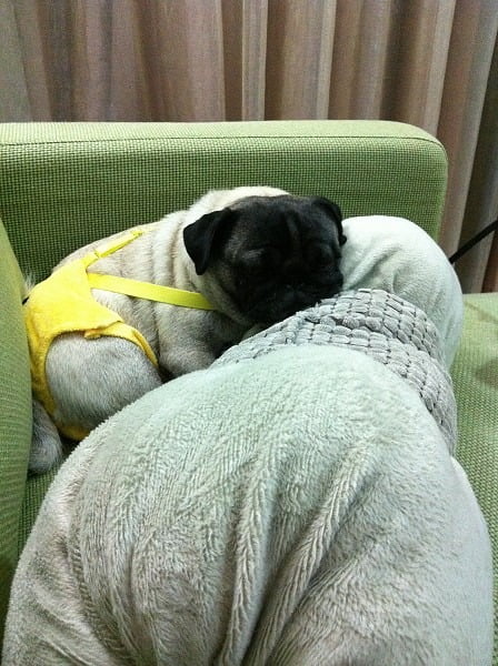 1379027018 86352751 小花小公主(巴哥)睡眠篇【鳥夫人】